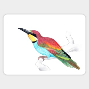 Bee Eater (Merops apiaster) sketch greeting card by Nicole Janes Sticker